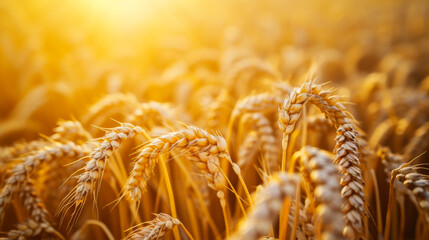 Close-up of golden ears of wheat in an agricultural field at sunset. Rich harvest concept. - obrazy, fototapety, plakaty