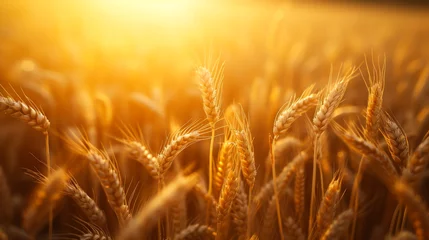 Poster Close-up of golden ears of wheat in an agricultural field at sunset. Rich harvest concept. © Alina Tymofieieva