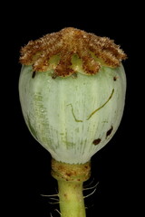 Common Poppy (Papaver rhoeas). Immature Fruit Closeup