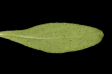 Summer Savory (Satureja hortensis). Leaf Closeup