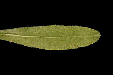 Northern Fleabane (Erigeron strigosus). Leaf Closeup