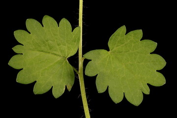 Salad Burnet (Sanguisorba minor). Basal Leaf Detail Closeup