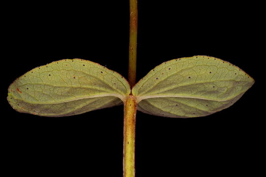 Imperforate St. John's-Wort (Hypericum maculatum). Leaves Closeup