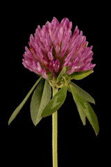 Red Clover (Trifolium pratense). Flowering Capitulum Closeup