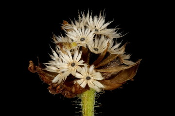 Shaggy Soldier (Galinsoga quadriradiata). Fruiting Capitulum Closeup