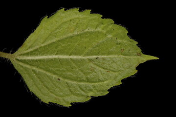 Shaggy Soldier (Galinsoga quadriradiata). Leaf Closeup