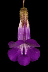 Trailing Snapdragon (Maurandya scandens). Flower Closeup