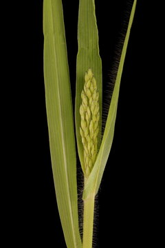 Common Millet (Panicum miliaceum). Opening Inflorescence Closeup