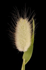 Hare's Tail (Lagurus ovatus). Flowering Panicle Closeup