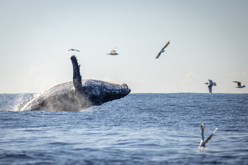 Whale breaching in the ocean on the humpback highway