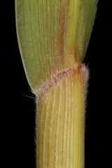 Foxtail Millet (Setaria italica). Leaf Base Closeup