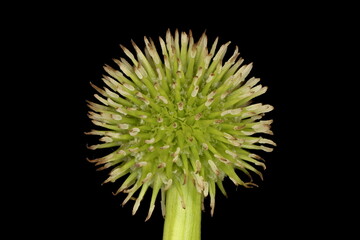 Unbranched Bur-Reed (Sparganium emersum). Immature Fruiting Pistillate Head Closeup