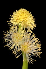 Unbranched Bur-Reed (Sparganium emersum). Flowering Staminate Heads Closeup