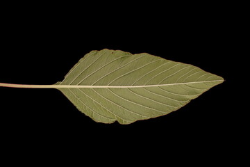 Love-Lies-Bleeding (Amaranthus caudatus). Leaf Closeup