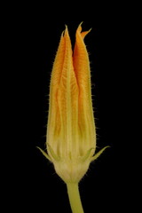 Marrow (Cucurbita pepo). Staminate Flower Bud Closeup
