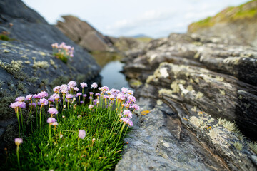 Pink thrift flowers blossoming on rough and rocky shore along famous Ring of Kerry route. Rugged...