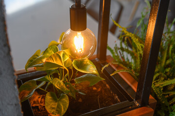 beautiful lamps shine over house plants