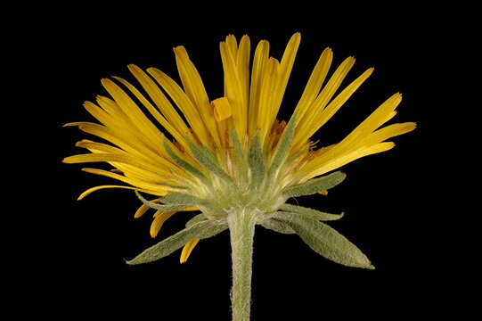 Meadow Fleabane (Pentanema britannica). Flowering Capitulum Closeup