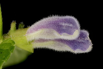 Common Skullcap (Scutellaria galericulata). Floral Buds Pair Closeup