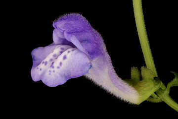 Common Skullcap (Scutellaria galericulata). Isolated Flower Closeup