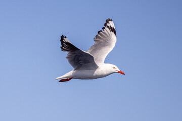 Silver gull flying in the sky