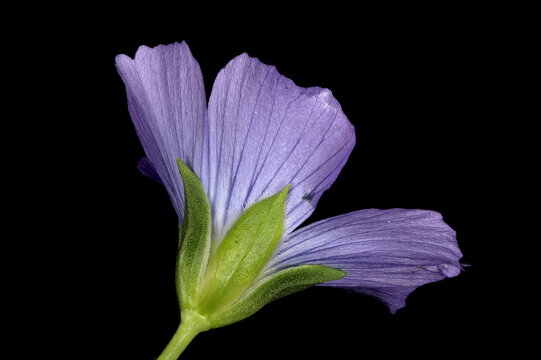 Common Flax (Linum usitatissimum). Flower Closeup