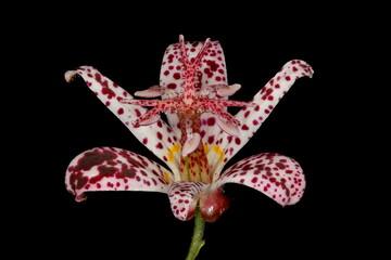 Hairy Toad Lily (Tricyrtis hirta). Flower Closeup