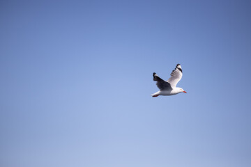Silver gull flying in the sky