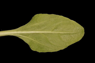 Daisy (Bellis perennis). Leaf Closeup
