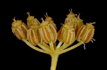Celery (Apium graveolens). Mature Infructescence Closeup - obrazy, fototapety, plakaty