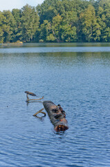 the river in the forest