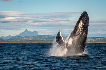 Whale breaching in front of Mount Warning, Australia along the humpback highway