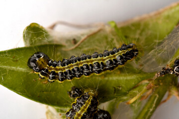 Raupe des Buchsbaumzünslers (Cydalima perspectalis)