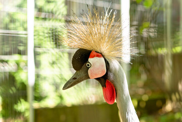Close up  photo of the head of The grey crowned crane (Balearica regulorum) - 739858083