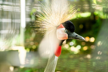 Close up  photo of the head of The grey crowned crane (Balearica regulorum) - 739858276