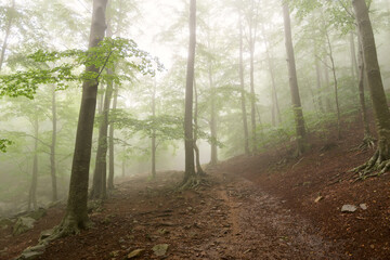 Mystical Forest: A Serene Ecstasy of Mystery and Enchantment