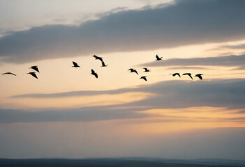 Fototapeta premium migratory birds flying on sky, minimal style 