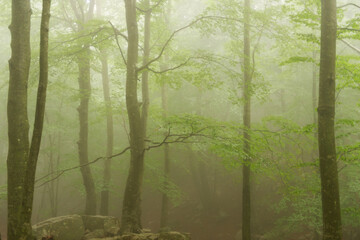 Mystical Forest: A Serene Ecstasy of Mystery and Enchantment