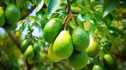 Green Nourishment. Fresh Avocado Fruits Growing on a Tree Branch, Representing Agriculture, Healthy