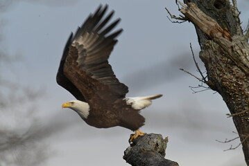 eagle in flight