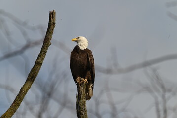 Bald Eagle