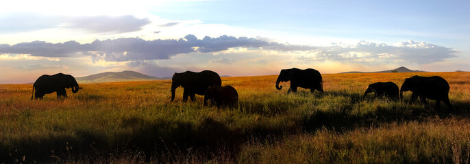 Family of elephants at sunset in the Serengeti national park. Banner format. - obrazy, fototapety, plakaty