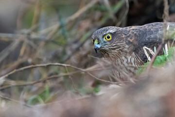 Eurasian sparrowhawk (Accipiter nisus) feeding on the ground in a city park, Perth, Scotland