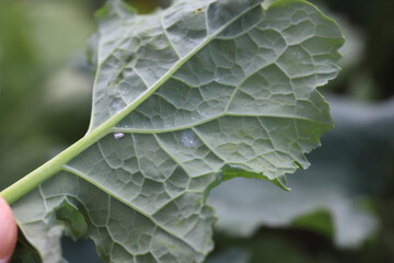 Cabbage whitefly Aleyrodes proletella infestation on the underside of a winter rape leaf.
