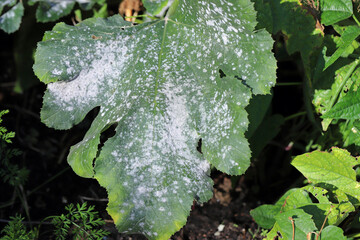 Cucurbit powdery mildew on zucchini is a fungal disease of zucchini, the culprits of which are...