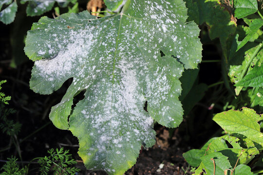 Cucurbit powdery mildew on zucchini is a fungal disease of zucchini, the culprits of which are fungal pathogens: Erysiphe cichoracearum and Sphaerotheca fuliginea