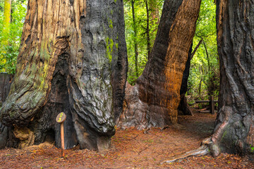 Henry Cowell Redwoods State Park.