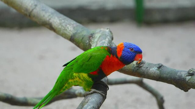 Vibrant parrot Lori: Wildlife Close-Up.