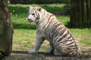 white tiger in a zoo in france