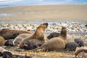 Elephant seal rest on the beach, Drakes Beach, California